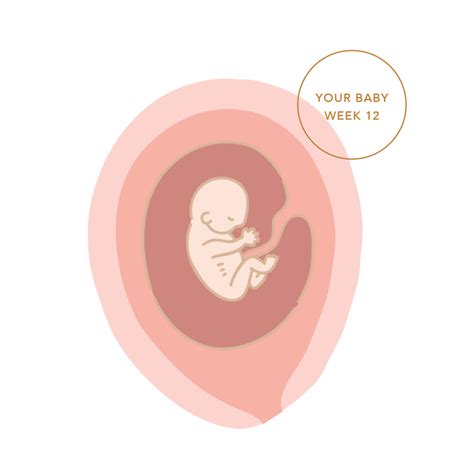 Week 12 Of Pregnancy Symptoms And Babys Development