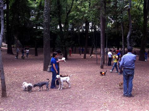 Los Mejores Parques Para Perros En La Ciudad De México