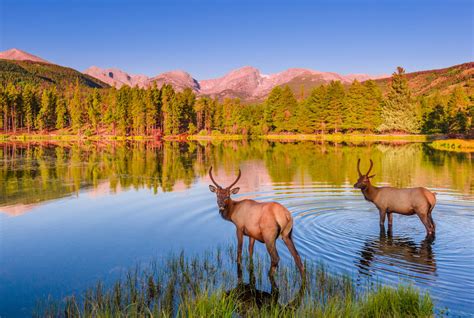 Things To Do In Rocky Mountain National Park Travel Caffeine