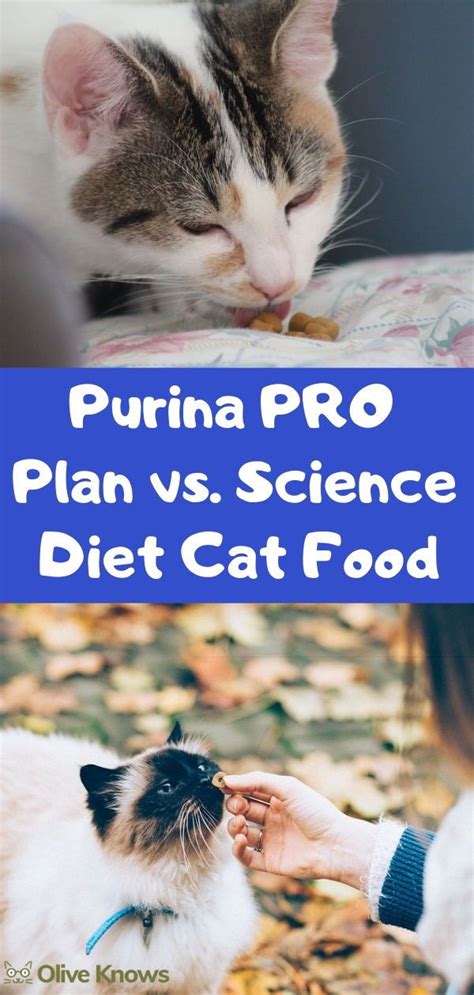 Our premium raw cat food. Purina PRO Plan vs Science Diet Cat Food [2019 Edition ...