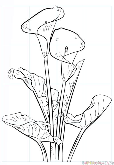 How To Draw A Calla Lily Step By Step Drawing Tutorials