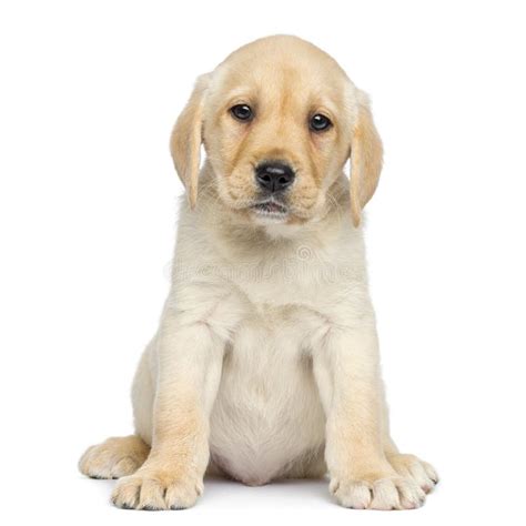 Labrador Puppy Sitting And Facing Stock Photo Image Of Domestic