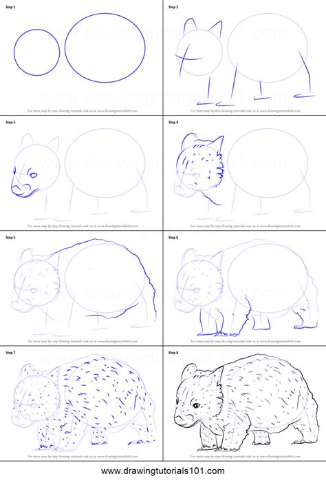 How To Draw A Northern Hairy Nosed Wombat Printable Step By Step