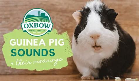 Guinea Pig Sounds And Their Meanings Oxbow Animal Health