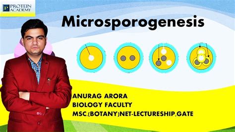 Microsporogenesis Biology For Neet Youtube