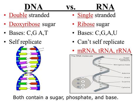 DNA Vs RNA Teaching Biology Biology Lessons Biology Notes