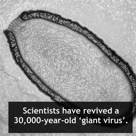 Ancient Giant Virus Revived From Siberian Permafrost Shocking Entertaining Information