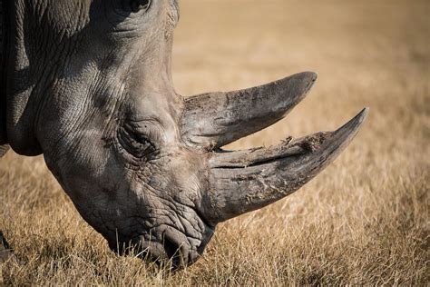 Rhinoceros Eating Grass Image Free Stock Photo