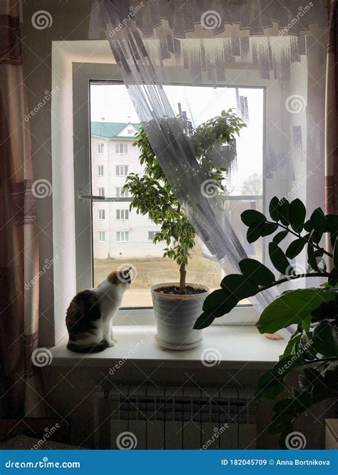 A Cat Sitting On A Window Sill With Home Flower Looking Outside Stock