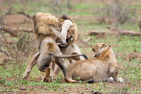 Lion Gives Rival A Beating After He Tried To Interrupt Mating In South