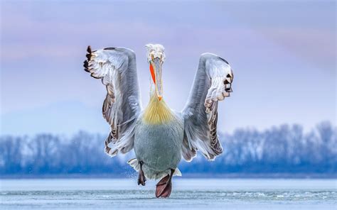 See The Winners Of The 2019 Bird Photographer Of The Year Contest