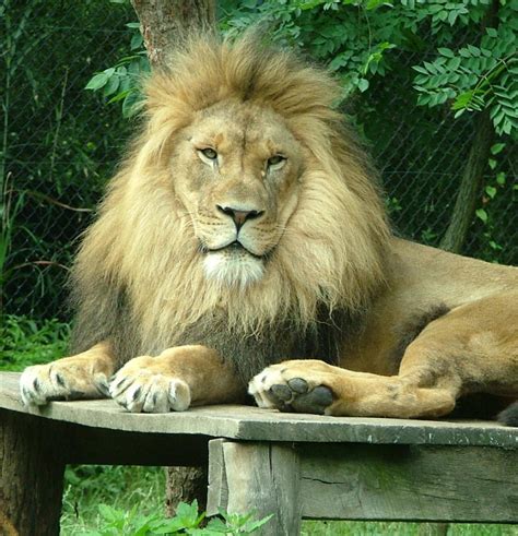 About African Lions - Visit The Akron Zoo Lion Exhibit
