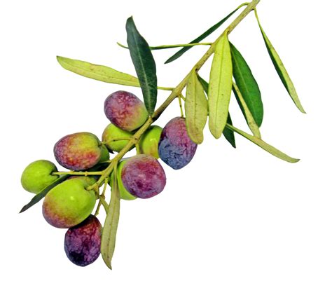 Olive With Leaves Png Image Purepng Free Transparent Cc0 Png Image