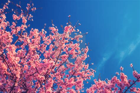 Cherry Blossom Trees In Spring And Clear Blue Sky License Download