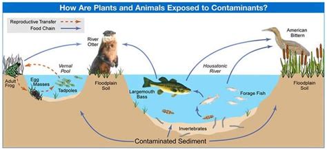 Effects Of Water Pollution On Plants And Animals