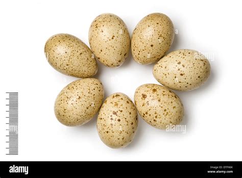 Lyrurus Mlokosiewiczi Caucasian Black Grouse Eggs Stock Photo Alamy