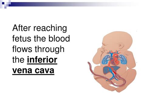 Ppt Fetal Circulation Powerpoint Presentation Free Download Id9640693
