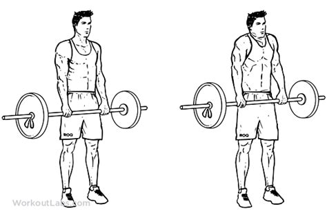 Barbell Shoulder Shrug Illustrated Exercise Guide Workoutlabs