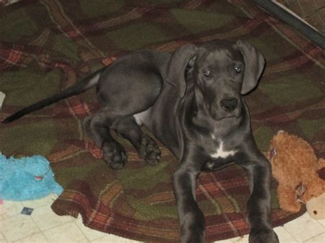 Get a boxer, husky, german i have 2 males and a female great dane puppies for sale. Great Dane Puppies For Sale | Davisburg, MI #238638