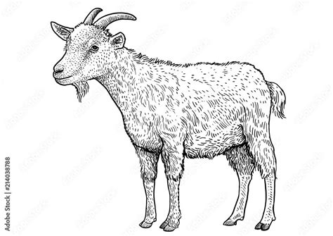Goat Illustration Drawing Engraving Ink Line Art Vector Stock