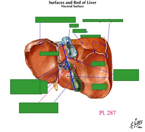 Surfaces And Bed Of Liver Visceral Surface Diagram Quizlet