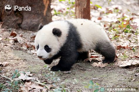 Lun Lun Zoo Atlanta Mar 1317 Panda Bear Panda Day Panda