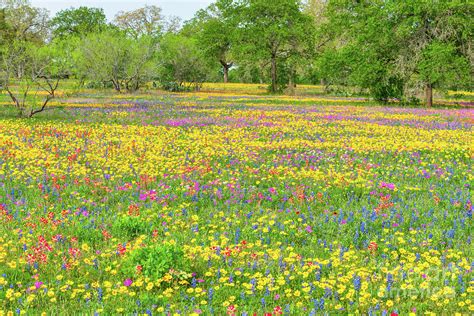 Colorful Field Of Wildflowers Photograph By Bee Creek Photography Tod