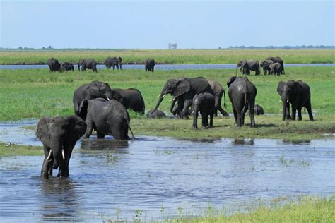 The Great Elephant Census Reports Massive Loss Of African Savannah Elephants E Science News