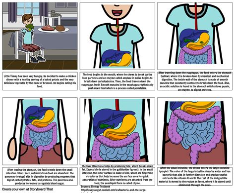 Digestive System Story Board Storyboard By Anniepcam