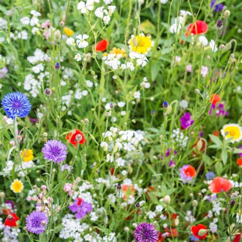 Colour Explosion Annual 100 Wildflower Seed Mix Meadowmania Uk