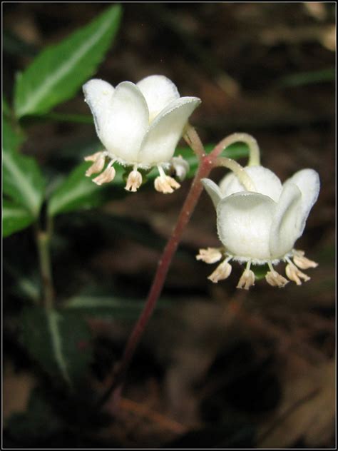 Spotted Wintergreen | Spotted Wintergreen growing along ...