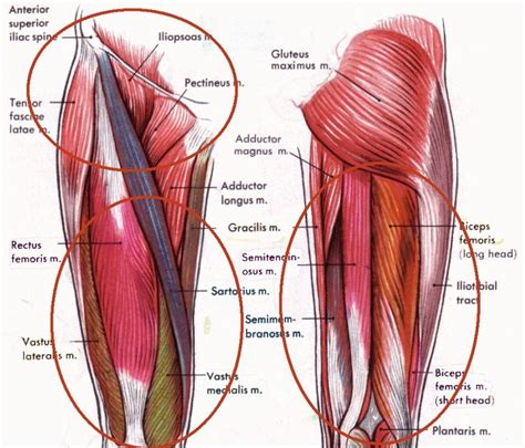 Leg Hip Muscles Diagram 1000 Images About Muscles On Pinterest