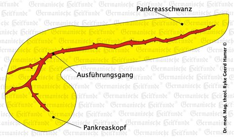 Bauchspeicheldrüse Symptome Nach Der Germanischen Heilkunde