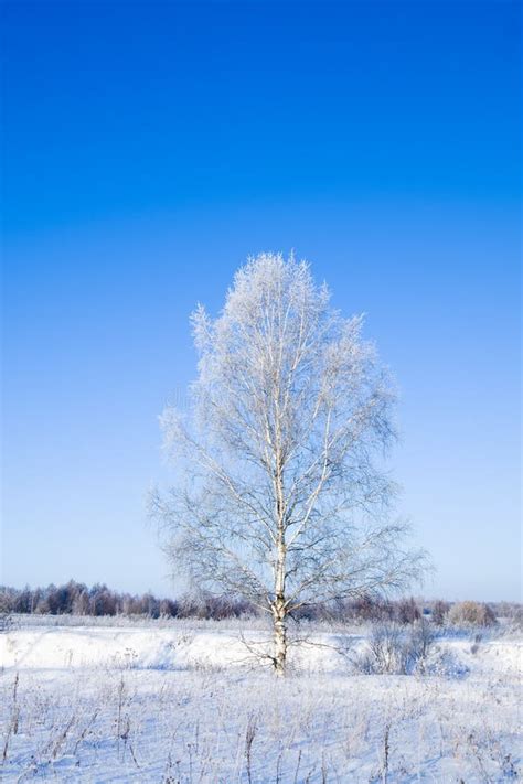 Winter Landscape Of Frosty Tree Stock Image Image Of Climate Country