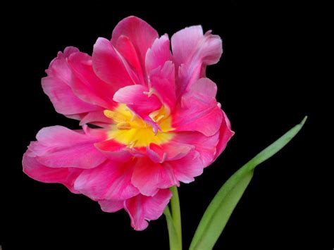 Banco De Imagens Natureza Flor Plantar Flor Pétala Tulipa