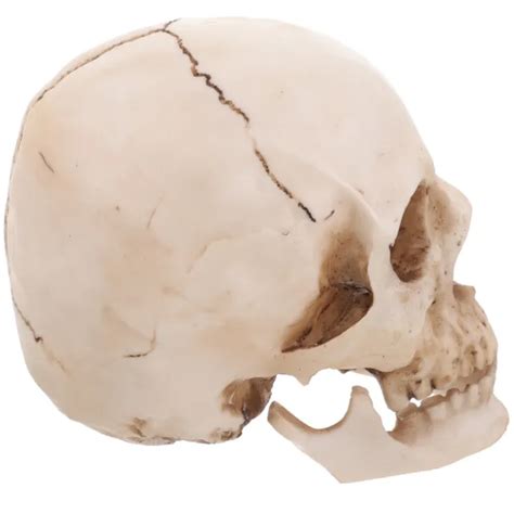 Life Size 11 Human Skull Resin Model Anatomical Medical Teaching