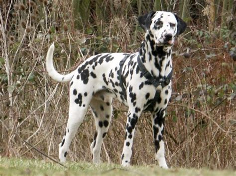Dalmatian Puppy Popularity Price Lifespan Origin Colors Temperament