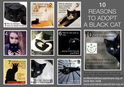Poem Contest Black Cat Awareness All Poetry