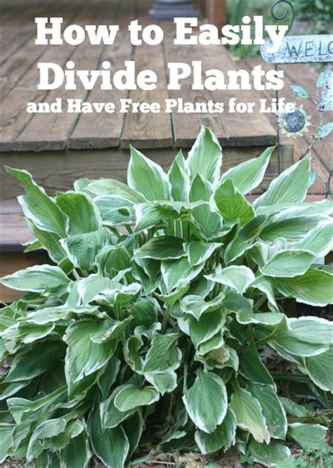 Easily Divide Hosta And Daylilies And Have Free Plants