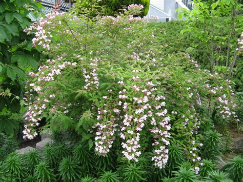 Kolkwitzia Beauty Bush 6 Pot Hello Hello Plants And Garden Supplies