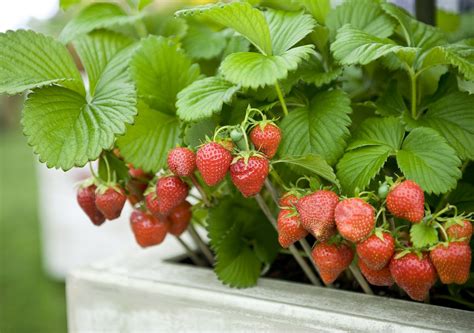 How To Grow Strawberries In Pots