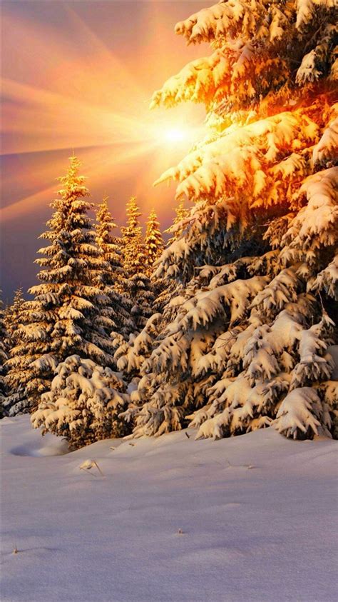 Snowy Pine Trees Sunshine Iphone 8 Wallpapers Free Download