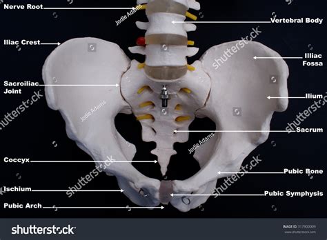 Male Pelvis Anterior View