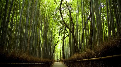 Бамбуковый лес Sagano Bamboo Forest Сагано Киото Япония Hd фото