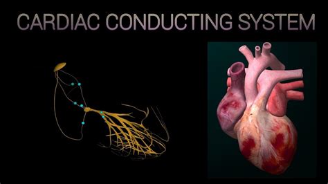 Cardiac Conducting System Animation 3d Youtube