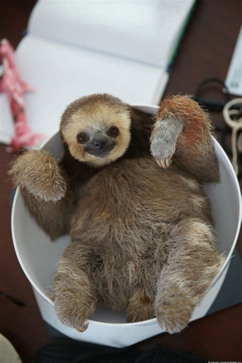 Sloth Pictures Show Animals Quirky Side After Woman