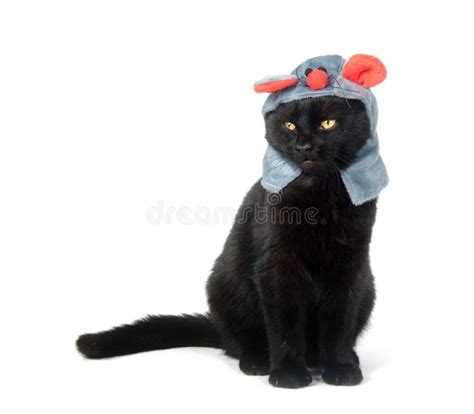 Black Cat With Mouse Hat Stock Photo Image Of Kitty 16654856