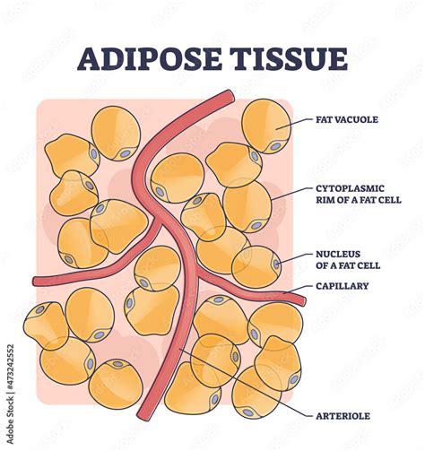 Vecteur Stock Adipose Tissue Or Body Fat Anatomical Inner Cell