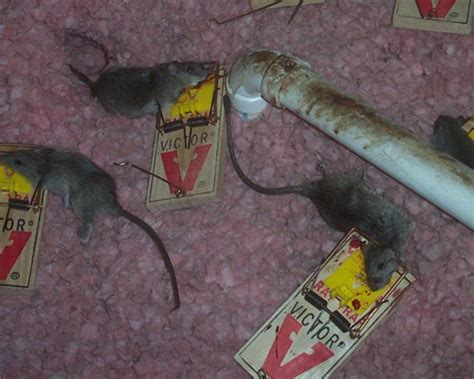 How To Kill Rats Is Poison The Answer
