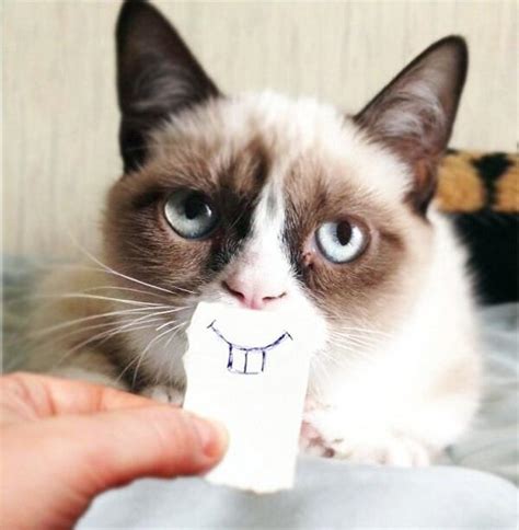 Image 459429 Grumpy Cat Know Your Meme